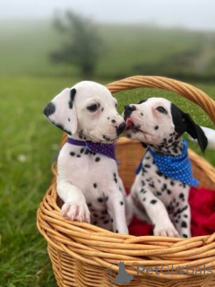 Photo №1. dalmatien - à vendre en ville de Beaucoup | négocié | Annonce №174705