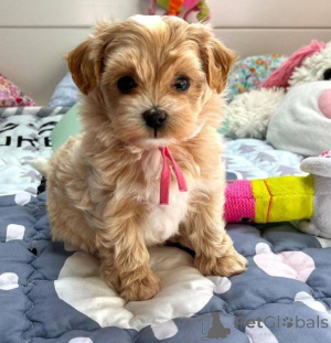 Photo №1. cavalier king charles spaniel - à vendre en ville de Berlin | négocié | Annonce №135140