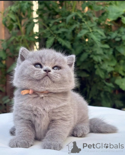 Photo №1. british shorthair - à vendre en ville de Fracasse | 400€ | Annonce № 174194