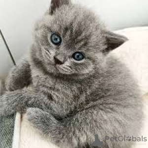 Photo №4. Je vais vendre british shorthair en ville de Франкфурт-на-Майне.  - prix - négocié