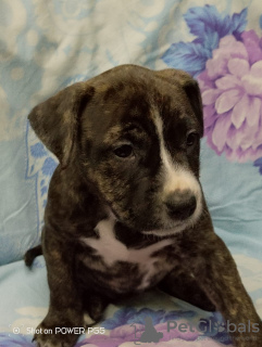 Photo №1. american staffordshire terrier - à vendre en ville de Ряжск | 246€ | Annonce №125425