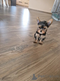 Photo №4. Je vais vendre yorkshire terrier en ville de Niepołomice. éleveur - prix - 950€