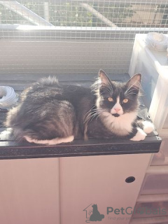 Photo №4. Je vais vendre maine coon en ville de Chemnitz. annonce privée - prix - 300€