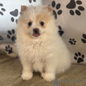 Photo №1. spitz nain - à vendre en ville de Anjala | négocié | Annonce №168819