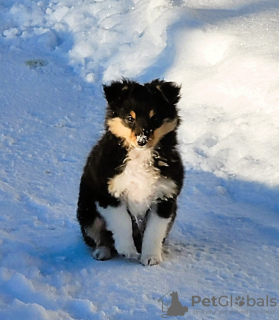 Photo №2 de l'annonce № 92002 de la vente shetland (chien) - acheter à La Lettonie éleveur