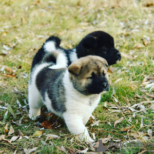 Photo №3. Chiots Akita américains. Allemagne