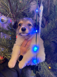 Photo №3. Le merveilleux bébé Snezha cherche un foyer. Entre de bonnes mains.. Fédération de Russie