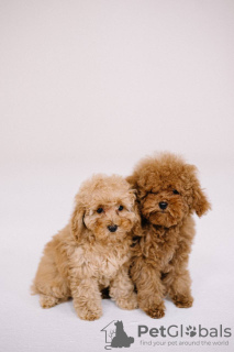 Photo №1. caniche (jouet) - à vendre en ville de Berlin | 2000€ | Annonce №44608