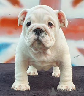 Photo №1. bulldog anglais - à vendre en ville de Odessa | 663€ | Annonce №52195