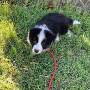 Photo №2 de l'annonce № 169381 de la vente border collie - acheter à La finlande annonce privée, éleveur