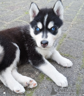 Photo №2 de l'annonce № 110194 de la vente husky de sibérie - acheter à La finlande éleveur