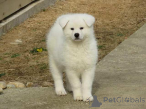 Photo №4. Je vais vendre akita (chien) en ville de Smederevo.  - prix - négocié