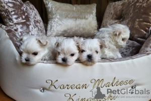 Photo №1. bichon maltais - à vendre en ville de Radebeul | 350€ | Annonce №108059