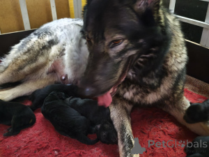 Photo №1. chien bâtard - à vendre en ville de Tallinn | négocié | Annonce №163412