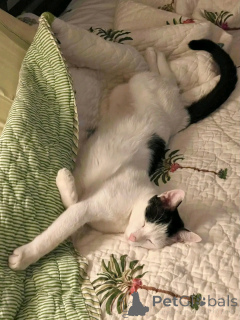 Photo №3. Cet adorable Dollface blanc persan contact WhatsApp business 447450021323. La finlande