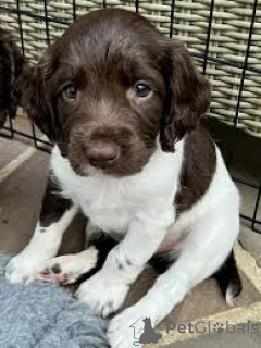 Photo №3. Anglais Springer Spaniel Welpen zu verkaufen. Pays Bas