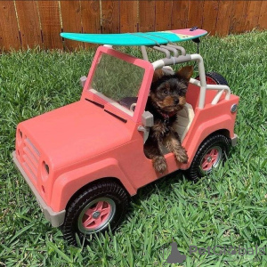 Photos supplémentaires: Adorables chiots Yorkie à vendre