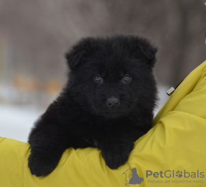 Photos supplémentaires: Chiot berger allemand, garçon aux cheveux longs noir, Champion du Monde