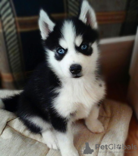 Photo №1. husky de sibérie - à vendre en ville de Kaunas | négocié | Annonce №82909