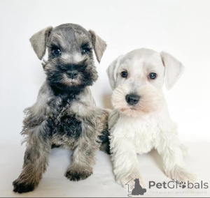 Photo №4. Je vais vendre schnauzer miniature en ville de Varsovie.  - prix - négocié