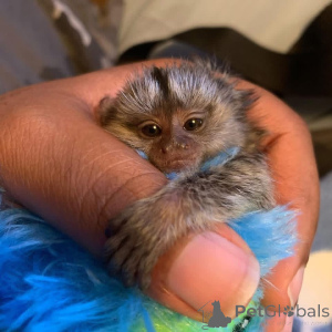 Photo №1.  - à vendre en ville de Delaware | négocié | Annonce №161494