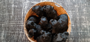 Photo №1. terrier noir russe - à vendre en ville de Otwock Wielki | 836€ | Annonce №42297