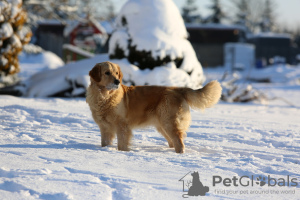 Photo №4. Je vais vendre golden retriever en ville de Wrocław. éleveur - prix - 2500€