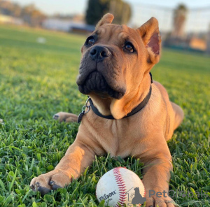 Photos supplémentaires: Chiots Cane Corso