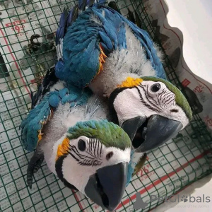 Photo №1.  - à vendre en ville de Berlin | Gratuit | Annonce №139132