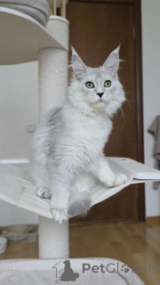 Photo №4. Je vais vendre maine coon en ville de Nuire. éleveur - prix - négocié