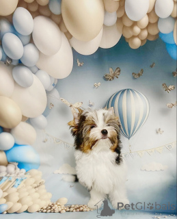 Photo №2 de l'annonce № 158573 de la vente biewer yorkshire terrier - acheter à Biélorussie annonce privée