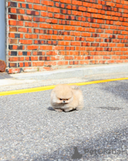 Photo №3. Chiots de Poméranie prêts pour leur foyer éternel Mâles et femelles disponibles. Pays Bas