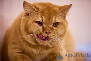 Photo №4. Je vais vendre british shorthair en ville de Amsterdam. éleveur - prix - négocié