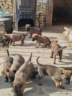 Photo №3. Chiots de berger belge malinois. Serbie