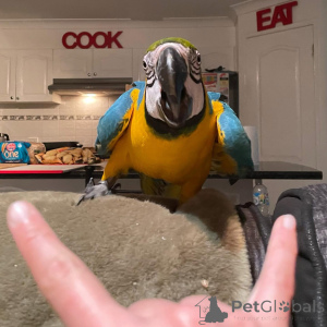 Photo №4. Je vais vendre  en ville de Bastogène.  - prix - négocié