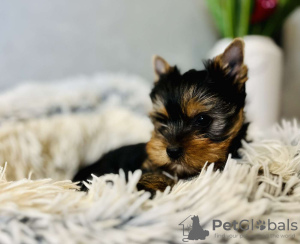 Photo №2 de l'annonce № 75544 de la vente yorkshire terrier - acheter à Serbie annonce privée