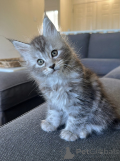 Photo №1. maine coon - à vendre en ville de Berlin | négocié | Annonce № 177806