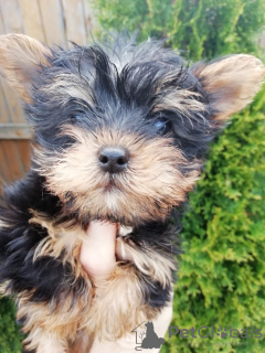 Photo №1. biewer yorkshire terrier, yorkshire terrier - à vendre en ville de Tallinn | 400€ | Annonce №105640