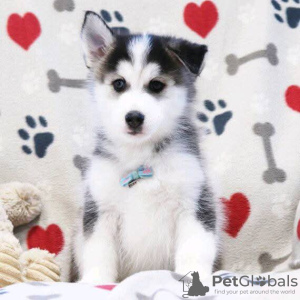 Photo №2 de l'annonce № 127292 de la vente husky de sibérie - acheter à USA 