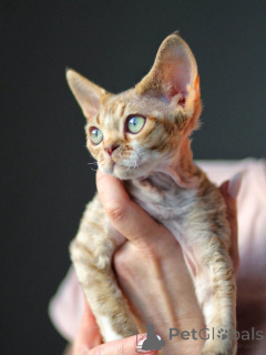 Photo №1. devon rex - à vendre en ville de Berlin | négocié | Annonce № 171388