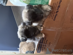 Photo №3. Ligne de champion, documents. USA