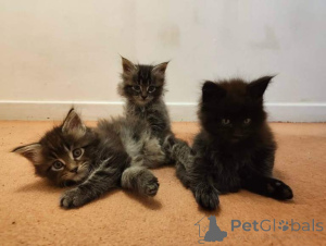 Photo №1. maine coon - à vendre en ville de Anvers | Gratuit | Annonce № 167853