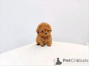 Photo №3. Chiot caniche disponible à l'adoption !. Chypre