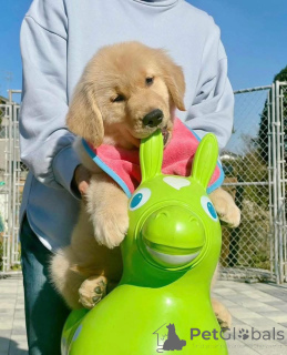 Photo №3. Ces adorables chiots golden retriever recherchent leur famille pour toujours !. Suisse