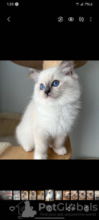 Photo №1. ragdoll - à vendre en ville de Sydney | Gratuit | Annonce № 131260