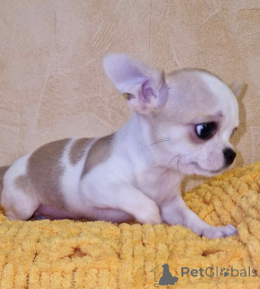 Photo №3. Chihuahuas mignons disponibles pour adoption en USA