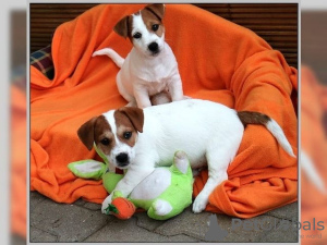 Photo №1. jack russell terrier - à vendre en ville de Berlin | Gratuit | Annonce №127153