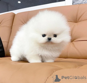 Photo №4. Je vais vendre spitz nain en ville de Berlin. éleveur - prix - négocié