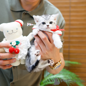 Photo №2 de l'annonce № 164490 de la vente munchkin - acheter à France annonce privée