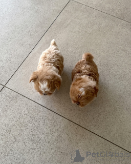 Photo №2. Services de livraison et de transportation des chats et des chiens en La croatie. Price - 350€. Annonce № 131992